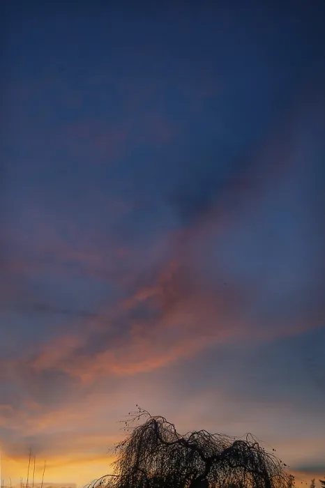 Gerahmter Druck : Baumsilhouette am Abendhimmel. Gerahmter Druck : Baumsilhouette am Abendhimmel.