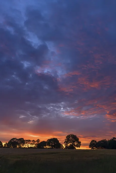 Gerahmter Druck : Baumsilhouetten im Abendhimmel. Gerahmter Druck : Baumsilhouetten im Abendhimmel.