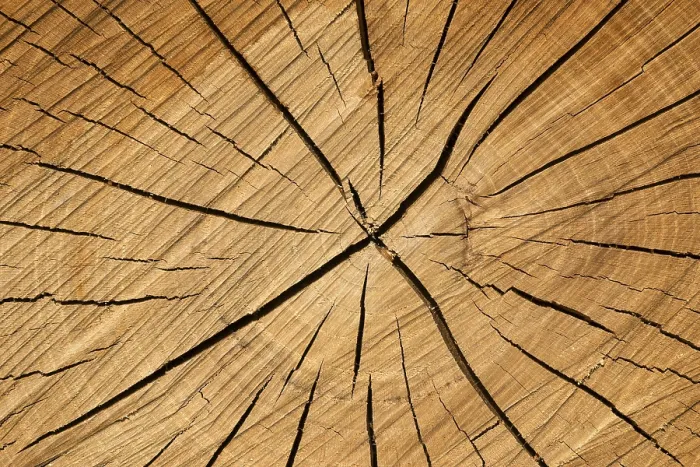 Gerahmter Druck : Baumabschnitt mit Rissen im Holz. Gerahmter Druck : Baumabschnitt mit Rissen im Holz.