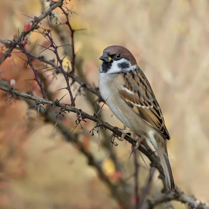 Gerahmter Druck : Baummeise (Passer montanus) Gerahmter Druck : Baummeise (Passer montanus)