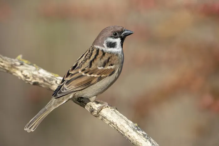 Gerahmter Druck : Baummeise (Passer montanus)