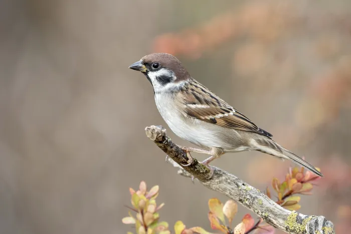 Gerahmter Druck : Baummeise (Passer montanus) auf einem toten Ast, Limbach, Burgenland, Österreich Gerahmter Druck : Baummeise (Passer montanus) auf einem toten Ast, Limbach, Burgenland, Österreich