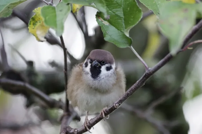 Gerahmter Druck : Eichelhäher (Passer montanus), männlich, Zweig, Nahaufnahme, Herbst Gerahmter Druck : Eichelhäher (Passer montanus), männlich, Zweig, Nahaufnahme, Herbst