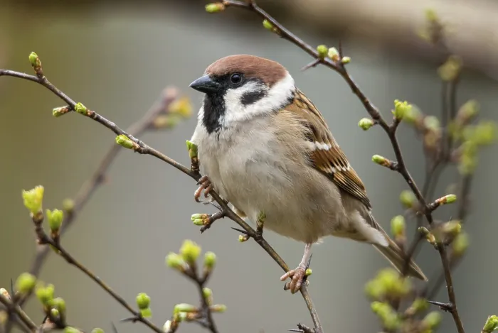 Gerahmter Druck : Baummeise, Passer Montanus, Lerche Gerahmter Druck : Baummeise, Passer Montanus, Lerche