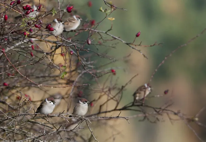 Gerahmter Druck : Baummeise, Passer Montanus, Lerche Gerahmter Druck : Baummeise, Passer Montanus, Lerche