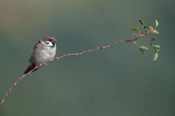Gerahmter Druck : Baummeise, Passer Montanus, Lerche Gerahmter Druck : Baummeise, Passer Montanus, Lerche