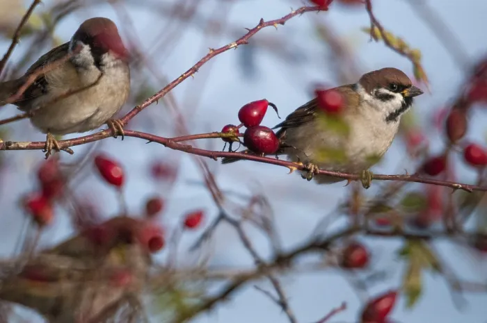 Gerahmter Druck : Baummeise, Passer Montanus, Spatz Gerahmter Druck : Baummeise, Passer Montanus, Spatz