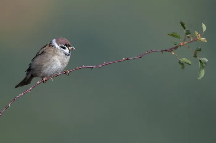 Gerahmter Druck : Baummeise, Passer Montanus, Amsel Gerahmter Druck : Baummeise, Passer Montanus, Amsel