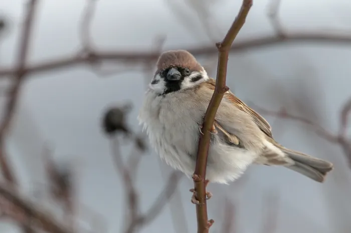 Gerahmter Druck : Baummeise, Passer Montanus, Sperling Gerahmter Druck : Baummeise, Passer Montanus, Sperling
