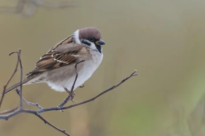 Gerahmter Druck : Baummeise, Passer Montanus, Lerche Gerahmter Druck : Baummeise, Passer Montanus, Lerche