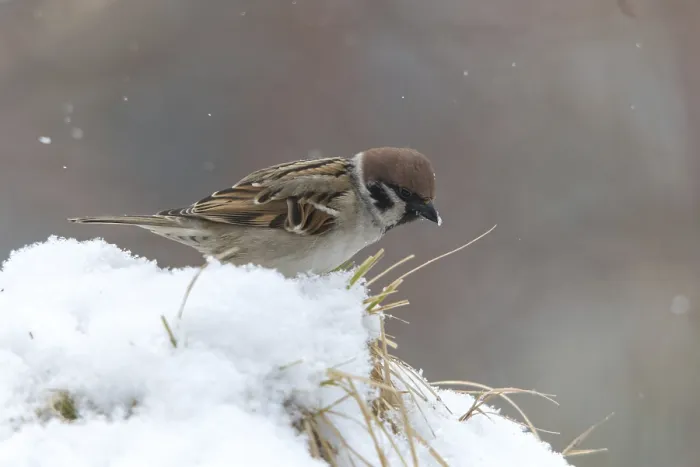 Gerahmter Druck : Baummeise, Passer Montanus, Spatz. Gerahmter Druck : Baummeise, Passer Montanus, Spatz.