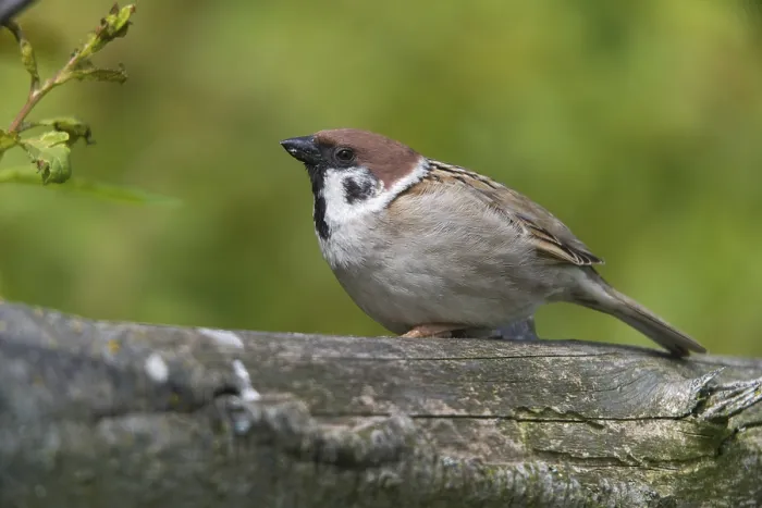 Gerahmter Druck : Baummeise, Passer Montanus, Spatz Gerahmter Druck : Baummeise, Passer Montanus, Spatz