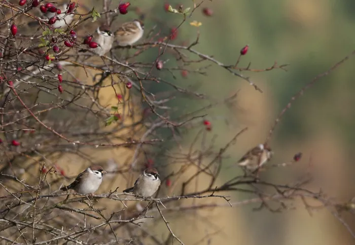 Gerahmter Druck : Baummeise, Passer Montanus, Amsel Gerahmter Druck : Baummeise, Passer Montanus, Amsel