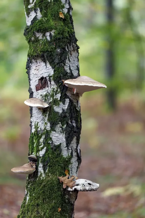 Gerahmter Druck : Baumswampen auf einem Birkenbaum, Deutschland. Gerahmter Druck : Baumswampen auf einem Birkenbaum, Deutschland.