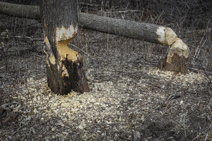 Gerahmter Druck : Ein Baum steht noch, neben einem umgefallenen Baum nach den Arbeiten eines Bibern mit gekauten Abschnitten. Gerahmter Druck : Ein Baum steht noch, neben einem umgefallenen Baum nach den Arbeiten eines Bibern mit gekauten Abschnitten.