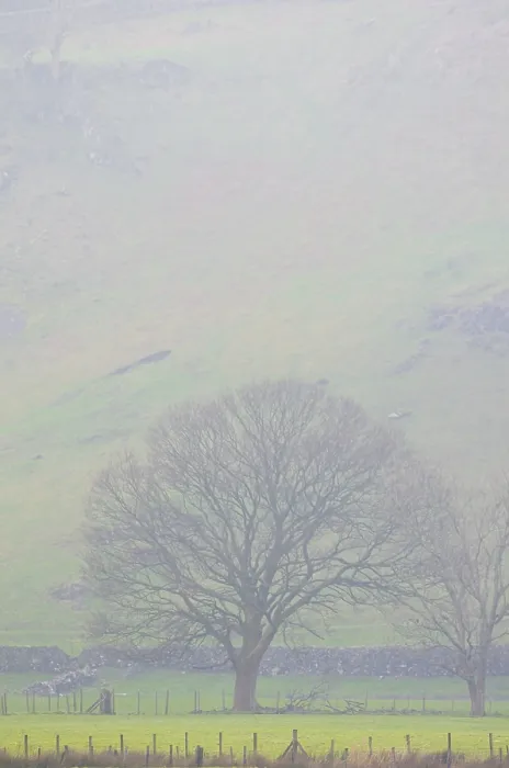 Gerahmter Druck : Ein Baum steht in einem Weidefeld im Nebel. Gerahmter Druck : Ein Baum steht in einem Weidefeld im Nebel.
