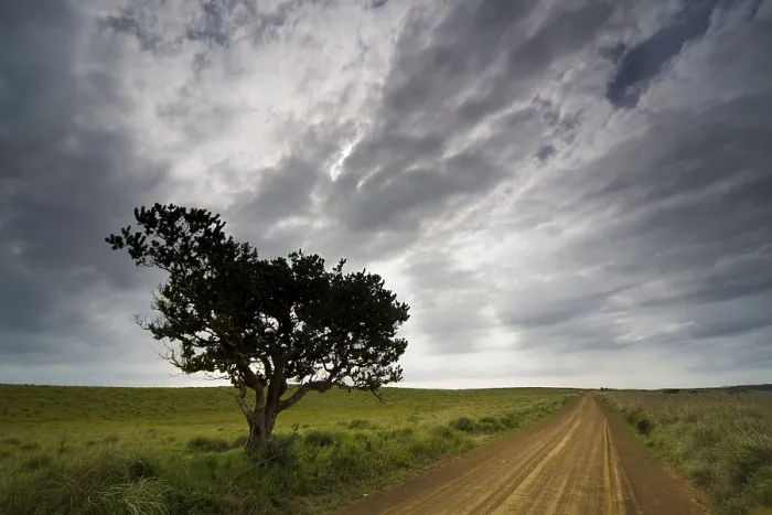 Gerahmter Druck : Baum in stürmischer Atmosphäre, St.