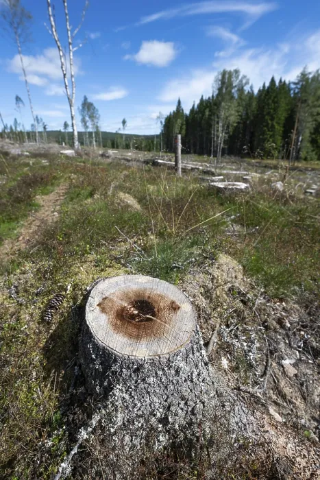 Gerahmter Druck : Baumstumpf, freigelegter Waldbereich. Gerahmter Druck : Baumstumpf, freigelegter Waldbereich.
