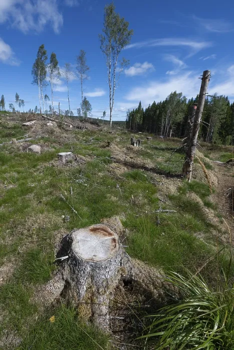Gerahmter Druck : Baumstumpf, freigegebene Waldfläche. Gerahmter Druck : Baumstumpf, freigegebene Waldfläche.