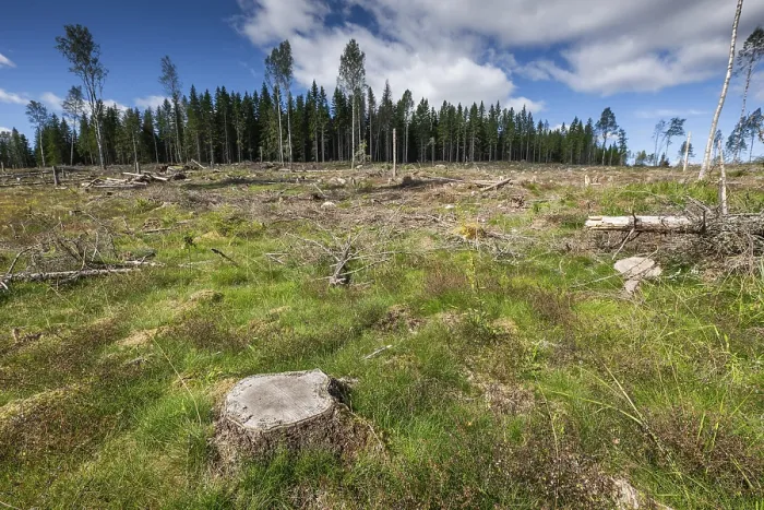 Gerahmter Druck : Baumstumpf, freigegebene Waldfläche. Gerahmter Druck : Baumstumpf, freigegebene Waldfläche.