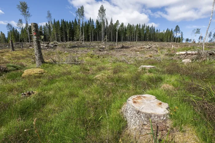 Gerahmter Druck : Baumstumpf, freigelegte Waldfläche. Gerahmter Druck : Baumstumpf, freigelegte Waldfläche.