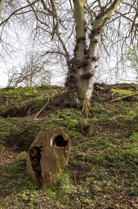 Gerahmter Druck : Stumpf eines Baumes im Wald, Rügen. Gerahmter Druck : Stumpf eines Baumes im Wald, Rügen.
