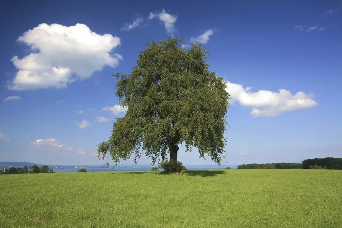Gerahmter Druck : Baum in einer Sommerkulisse mit weißen Wolken. Gerahmter Druck : Baum in einer Sommerkulisse mit weißen Wolken.