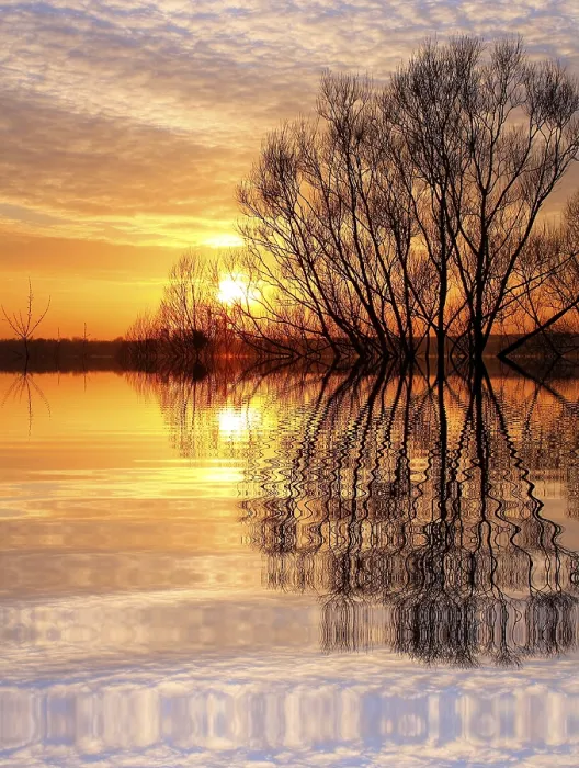 Gerahmter Druck : Baum am Sonnenuntergang. Gerahmter Druck : Baum am Sonnenuntergang.