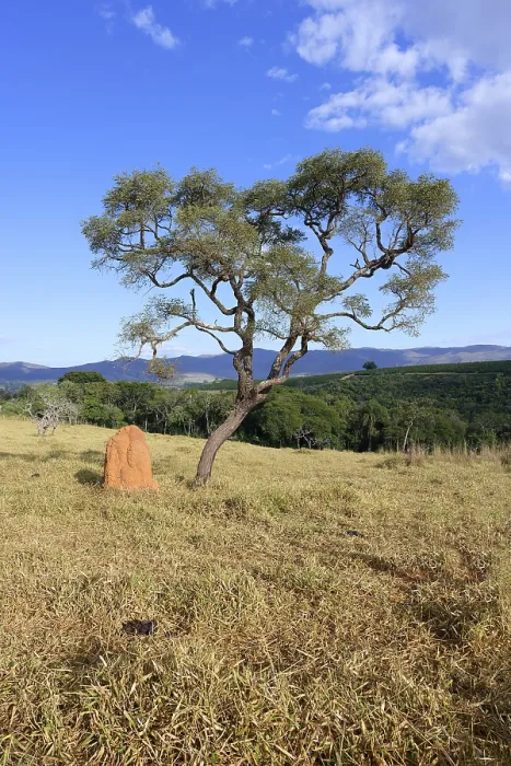 Gerahmter Druck : Baum und Termitenhügel, Landschaft von Serra da Canastra Gerahmter Druck : Baum und Termitenhügel, Landschaft von Serra da Canastra