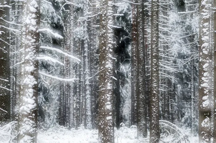 Gerahmter Druck : Baum, Bäume, Nadelwald Gerahmter Druck : Baum, Bäume, Nadelwald