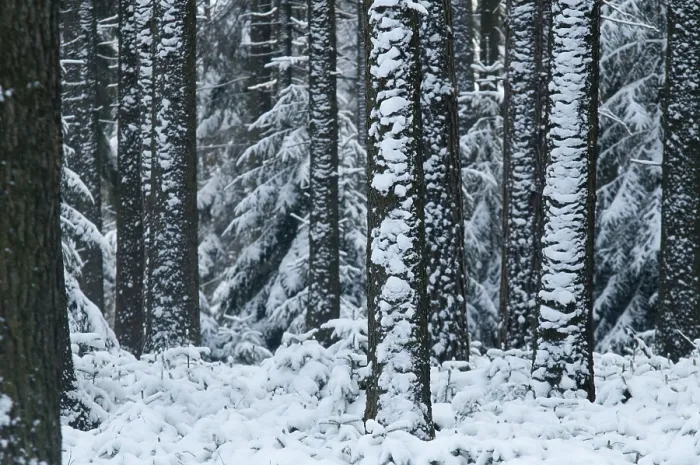 Gerahmter Druck : Baum, Bäume, Nadelwald. Gerahmter Druck : Baum, Bäume, Nadelwald.