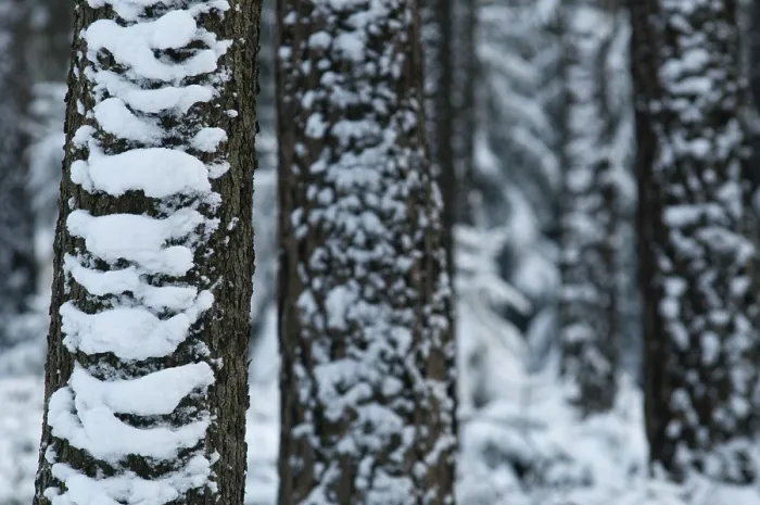 Gerahmter Druck : Baum, Bäume, Nadelwald Gerahmter Druck : Baum, Bäume, Nadelwald