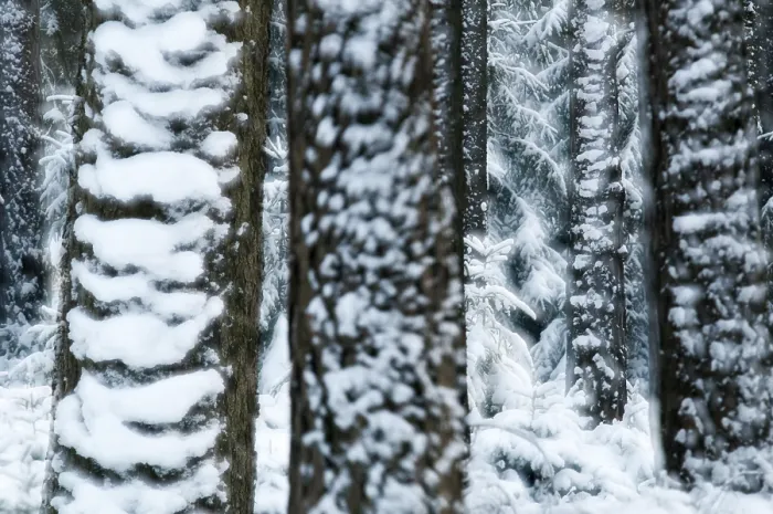 Gerahmter Druck : Baum, Bäume, Koniferwald. Gerahmter Druck : Baum, Bäume, Koniferwald.