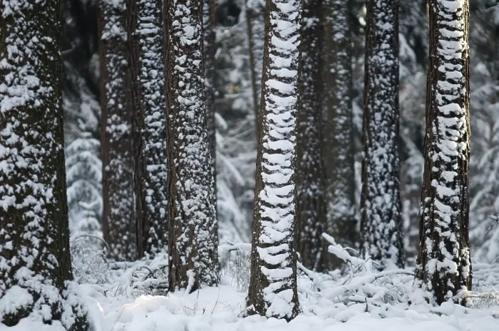 Gerahmter Druck : Baum, Bäume, Nadelwald. Gerahmter Druck : Baum, Bäume, Nadelwald.