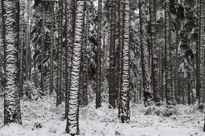 Gerahmter Druck : Baum, Bäume, Nadelwald.