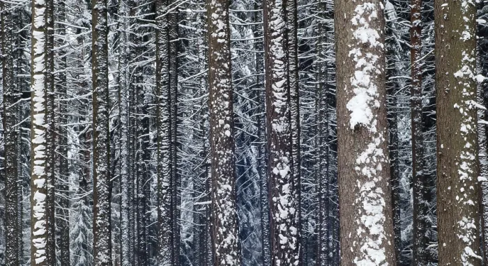 Gerahmter Druck : Baum, Bäume, Nadelwald Gerahmter Druck : Baum, Bäume, Nadelwald