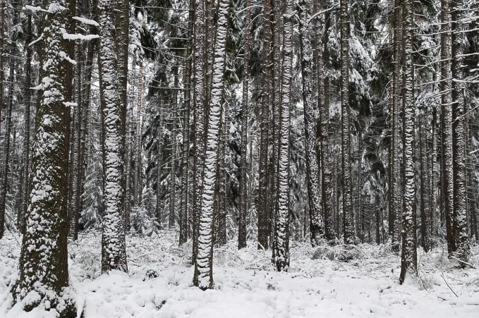 Gerahmter Druck : Baum, Bäume, Nadelwald.