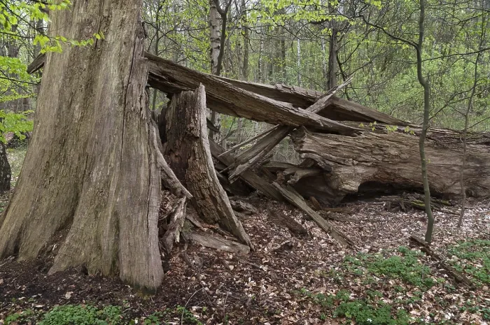 Gerahmter Druck : Baum, Bäume, Totholz, Laubwald. Gerahmter Druck : Baum, Bäume, Totholz, Laubwald.