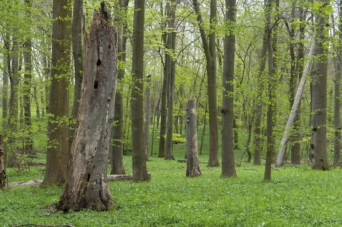 Gerahmter Druck : Baum, Bäume, Totholz, Frühling, Höhlenturm Gerahmter Druck : Baum, Bäume, Totholz, Frühling, Höhlenturm