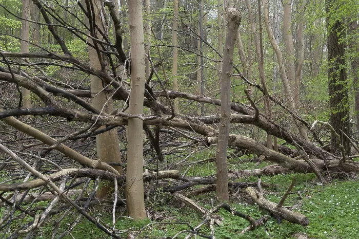Gerahmter Druck : Baum, Bäume, Totholz, Frühling, Laubwald. Gerahmter Druck : Baum, Bäume, Totholz, Frühling, Laubwald.