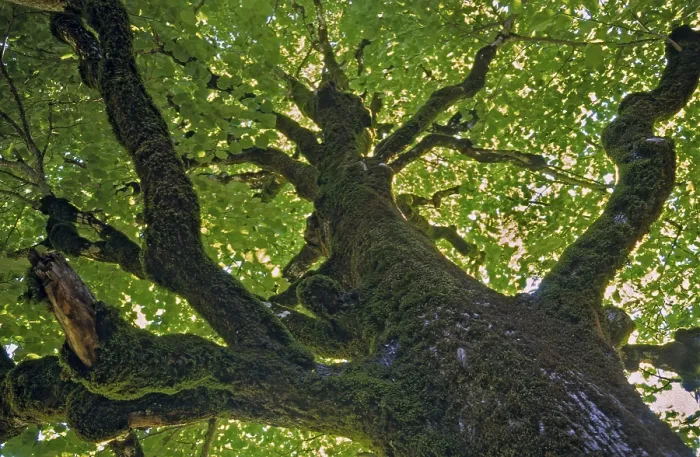 Gerahmter Druck : Baum, Bäume, Landschaft, Linde Gerahmter Druck : Baum, Bäume, Landschaft, Linde