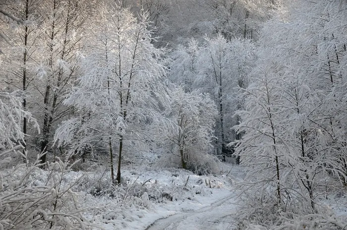 Gerahmter Druck : Baum, Bäume, Landschaft, Schnee, Baum.
