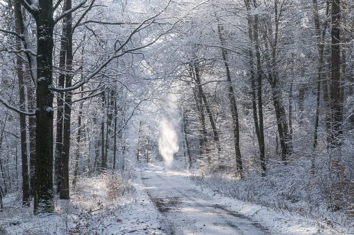 Gerahmter Druck : Baum, Bäume, Landschaft, Schnee, Baum Gerahmter Druck : Baum, Bäume, Landschaft, Schnee, Baum