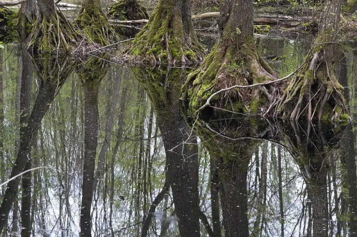 Gerahmter Druck : Baum, Bäume, Spiegel, Reflexion. Gerahmter Druck : Baum, Bäume, Spiegel, Reflexion.