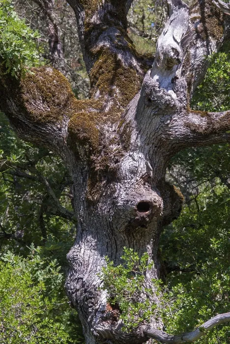 Gerahmter Druck : Baum, Bäume, Eiche, Flora, Griechenland Gerahmter Druck : Baum, Bäume, Eiche, Flora, Griechenland