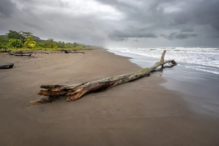 Gerahmter Druck : Baumstamm am Strand in den Wellen. Gerahmter Druck : Baumstamm am Strand in den Wellen.