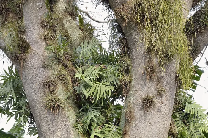Gerahmter Druck : Baumstamm mit Bromelien (Bromeliacea sp)