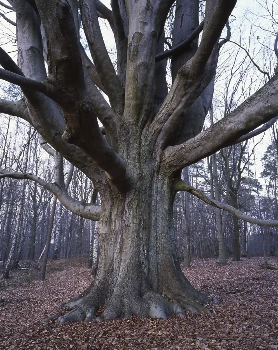 Gerahmter Druck : Stamm des Kupfer-Buchs (Fagus sylvatica) Gerahmter Druck : Stamm des Kupfer-Buchs (Fagus sylvatica)