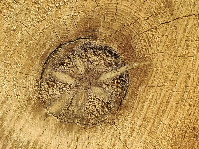 Gerahmter Druck : Baumstamm, Querschnitt mit verrottendem Kern. Gerahmter Druck : Baumstamm, Querschnitt mit verrottendem Kern.