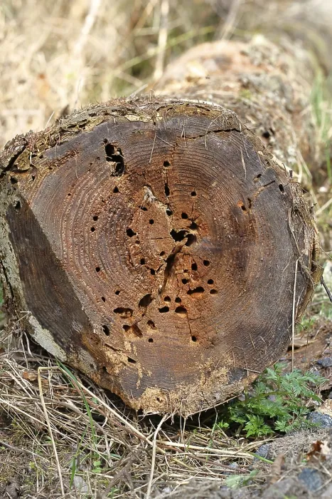 Gerahmter Druck : Baumstamm, von Käfern gebohrt. Gerahmter Druck : Baumstamm, von Käfern gebohrt.
